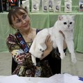 британские котята редкого окраса