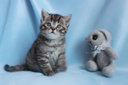 продажа британских котят Астана
