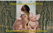 канадские сфинксы от элитных производителей питомник Silvia