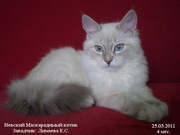 Продам Невского Маскарадного котенка