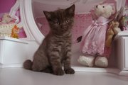 Продам элитных британских котят от титулованных производителей
