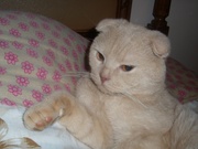 Продам вислоухого кота с родословной 