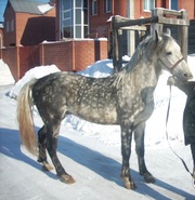 Продам жеребца 