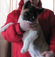 Акита американская, щенок.