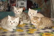 Британская короткошерстная 
