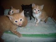Отдам самых лучших котят!