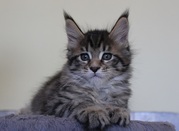 Котята мейн-кун из питомника Nord-Ost