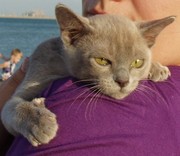 Котёнок европейской бурмы