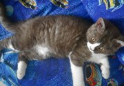 Продаются кудрявые котята редкой породы Селкирк рекс. 