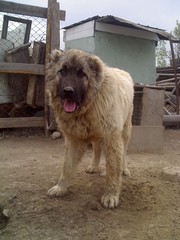 кавкасскую овчарку