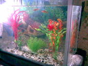 Аквариум за 40 000 тенге,    130 литров 