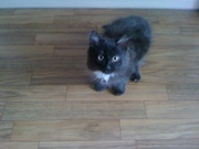 отдаем котенка в добрые руки!!!