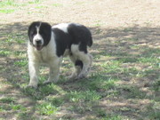 ПРОДАМ  ПОДРОЩЕНОГО , КРУПНОГО, КОСТИСТОГО,  ЩЕНКА  АЛАБАЯ  ......