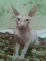 Пропала кошка