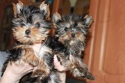 Продаю щенков йоркширского терьера