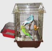 Отдам в добрые руки 2 попугая