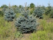 Ель колючая голубая h-1, 20-1, 50 продажа, опт, интересная цена