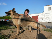 очаровательные щенки немецкой овчарки