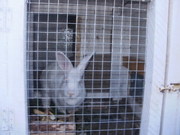 Продаются кролики-великаны