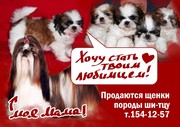 Продаются Щенки Ши-тцу