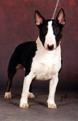 Бультерьер 