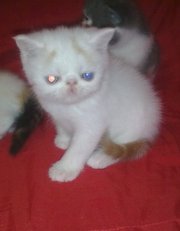 котята экзоты редких окрасов