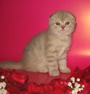 Шотландские котята от привозных , выставочных родителей.