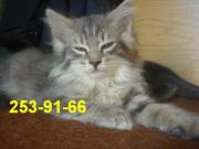 Отдам котят в хорошие руки Алматы