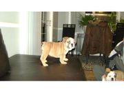 Английский бульдог