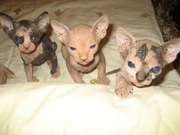 котята породы канадский сфинкс