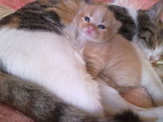 ласковый котенок ищет хорошую семью