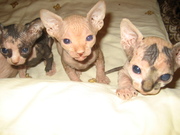 продажа котят породы 