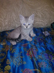 Продам котят от шотландской