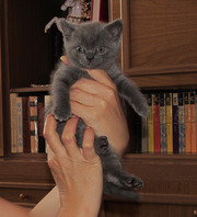 Продам котят