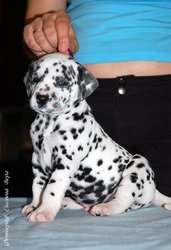 щенки породы Далматин