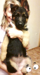 Продам щенка немецкой овчарки с родословной СКК