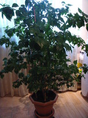 Крупные комнатные растения