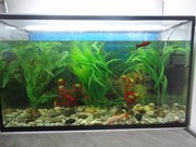 Аквариум 70 литров