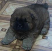 Продам очаровательных щенков породы Чау-Чау