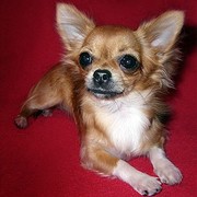 СРОЧНО Продам чихуахуа длинношерстую