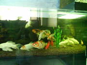 продам кои для пруда