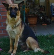 Продам щенков немецкой овчарки!