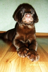 Лабрадора ретривера шоколадного окраса