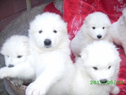 Самоедская лайка продам щенков