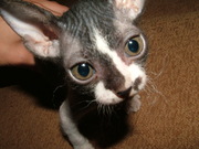 Донские Сфинксы (браш)