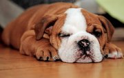 Английского бульдога щенков