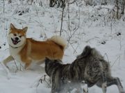 Акита Ину - Хатико в Сибири!