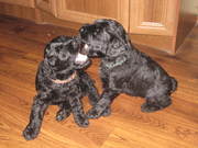  русский чёрный терьер щенки