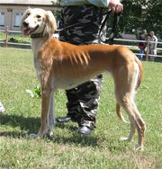 Продажа собак породы КАЗАХСКАЯ ТАЗЫ