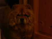 ПРОПАЛА СУКА ЧАУ-ЧАУ